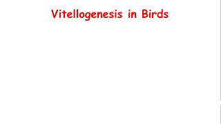 Vitellogenesis in Birds [upl. by Nerfe]