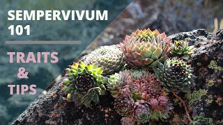 Sempervivum Hens amp Chicks Succulents  Care Tips amp Traits [upl. by Laraine]