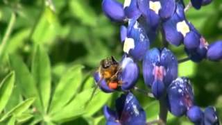 Honey bee foraging on blue bonnet [upl. by Nyrhtakyram]