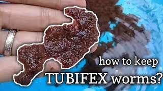 how to maintain TUBIFEX WORMS  live food for tropical fish tagalog w eng sub  hendrix backyard [upl. by Alexandrina]