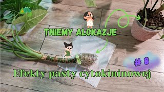 Efekty pasty cytokininowej 8 Tniemy Alokazje  ✂😲🥴 [upl. by Dov]