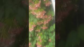 Combretum indicum hanging from 3rd floor to ground floorgardeningcorridor beauty instrumental [upl. by Llenwad]