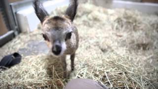 Baby klipspringer at Lincoln Park Zoo [upl. by Arvo833]