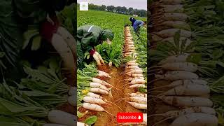 Radish Harvest shorts satisfying agriculture farming [upl. by Elacsap834]