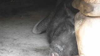 Snoring Pig Philippines [upl. by Januisz]