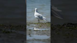 Mouette rieuse naturelover oceanbeauty photographer oceanlover passion photos naturalbeauty [upl. by Rica]