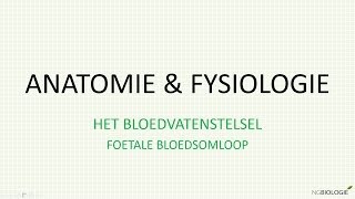 Foetale bloedsomloop [upl. by Braeunig363]