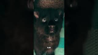 ternyata black panther itu adalahanimal phanter short [upl. by Calendra]