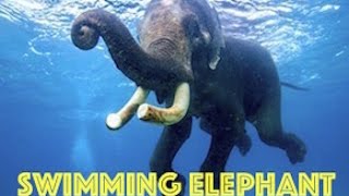 Swimming Elephant by Real Freedom Productions [upl. by Ahsimak]