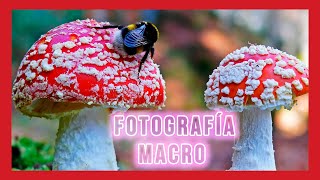 FOTOGRAFÍA MACRO DE SETAS Y HONGOS 🍄  CON ASIER AYALA [upl. by Ecilahs]