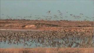 Sandhill Cranes at Pauls Lake Muleshoe National Wildlife Refuge [upl. by Greggory]