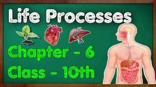 Life processes Full chapter  class 10 Animated video  10th BIOLOGY  ncert science  Chapter 7 [upl. by Akirderf663]