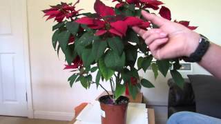 Poinsettia Care After Flowering [upl. by Us]