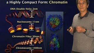 Robert Tjian BerkeleyHHMI Part 2 Gene regulation Why so complex [upl. by Prissy]