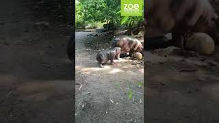 Zwergflusspferd Mufaro im Zoo Duisburg [upl. by Hafirahs]