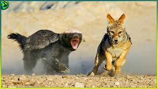 15 Most Fearless Moments of Honey Badger and Wolverine Attacking Other Animals [upl. by Akcirderf]