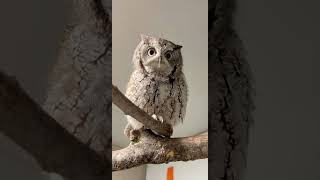 Owl Loves Talking to Keepers  Cincinnati Zoo shorts [upl. by Warfold]