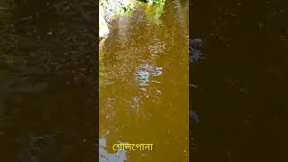 শোলপোনা🥰 nature village waterlife fishbaby vallagepond [upl. by Annaeirb]