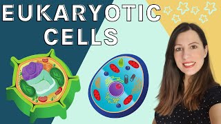 EUKARYOTIC CELLS A level Biology  Structure amp function of the organelles found in eukaryotic cells [upl. by Attelliw]