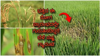 Paddy Blast disease  ಭತ್ತದ ಬೆಂಕಿ ರೋಗ ಸಂಪೂರ್ಣ ಮಾಹಿತಿ  Symptoms amp control measures [upl. by Toms]