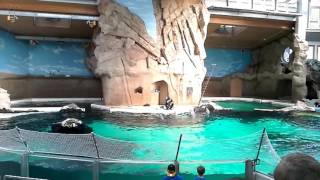 Delfinshow im Zoo Duisburg [upl. by Rutherfurd848]