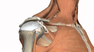 Shoulder Joint  Glenohumeral Joint  3D Anatomy Tutorial [upl. by Rattray702]