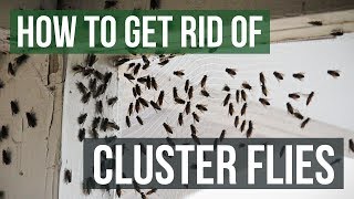 How to Get Rid of Cluster Flies 4 Simple Steps [upl. by Kinson]