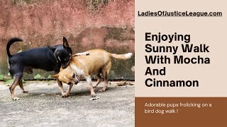 2 Bird Dogs Enjoying Sunny Walk With Mocha And Cinnamon sun mocha [upl. by Neelrak]