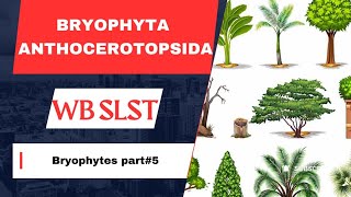 Class Anthocereotopsida Hornworts Bryophyta classification [upl. by Elyod]