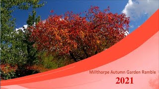 2021 Millthorpe Autumn Garden Ramble [upl. by Llertak378]