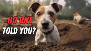 Things NOBODY tells you about owning a Jack Russell Terrier [upl. by Sholom]