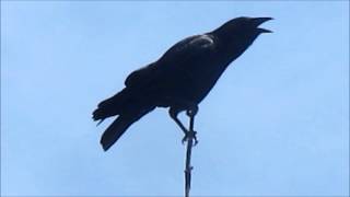 American Crow cawing [upl. by Ahsatam389]