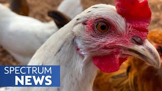 Ultimate Revenge Feed Your Ex to the Chickens  Spectrum News [upl. by Mercier]