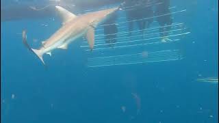 Shark cage diving experience [upl. by Flor728]