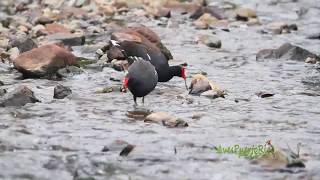 GALLARETA COMÚN en el rio alimentándose Common Gallinule Gallinula galeata [upl. by Ogata733]