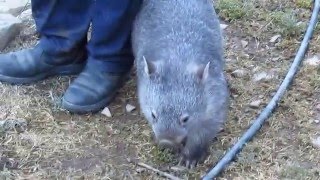 Wombat Sandi would make the grumpiest person smile [upl. by Sanford]