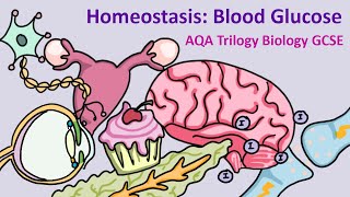 GCSE Science Biology AQA  Homeostasis Control of Blood Glucose [upl. by Baese]