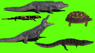 Crocodile Animals Stampede video animated video green screen video [upl. by Lindley]