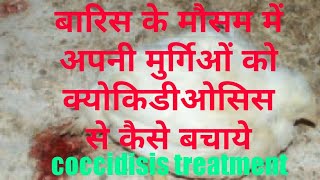 पोल्ट्री में खुनी दस्तcoccidiosis का इलाज  Coccidiosis in poultry  मुर्गिओं की बिट में खून [upl. by Sindee645]