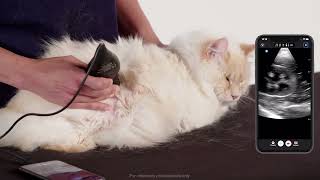 Feline Renal Scanning in Sternal Recumbency [upl. by Herodias]