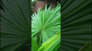 Serenoa repens Arecaceae family nature forestflower trending naturephotography natureforest [upl. by Elianora755]