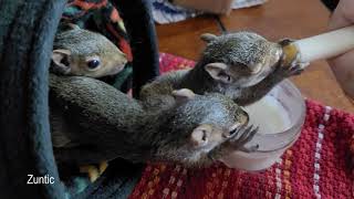 hand feeding baby squirrels with a syringe [upl. by Zarla621]