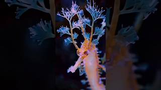 Leafy Seadragon [upl. by Pappano]