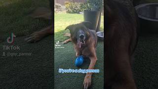 if youre a dog person German Shepherd GSD puppies 🥺🙃🐶new shorts ytshorts viral viralshorts [upl. by Llewen651]