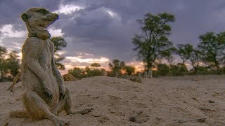 Meerkats Split Up in a Dust Storm  BBC Earth [upl. by Nelehyram]