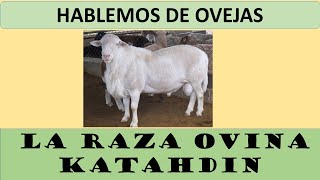 43 LA RAZA KATAHDIN [upl. by Arlina]