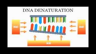 DNA Sequencing The Chain Termination Method Sanger Method [upl. by Gall312]