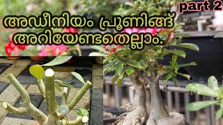 Adenium Pruning  അഡീനിയം പ്രൂണിംഗ്  Malayalam  part  2 [upl. by Aleakcim]