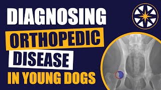 Diagnosing Orthopedic Disease In Young Dogs [upl. by Erl880]