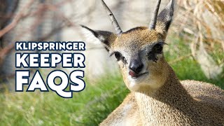 Klipspringer Keeper FAQs [upl. by Nnylyma615]